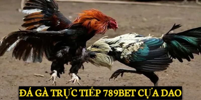Đá gà trực tiếp 789BET cựa dao