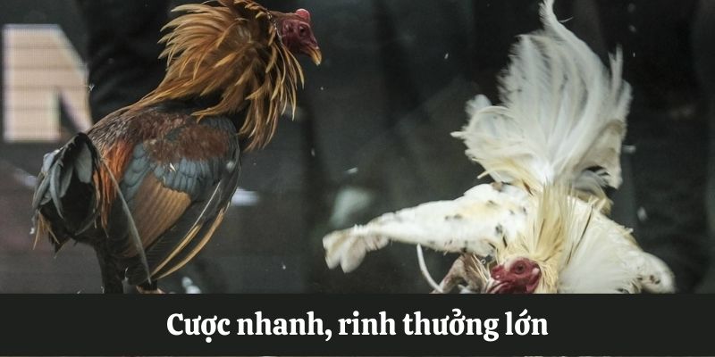 Cược chọi gà nhanh, rinh thưởng lớn